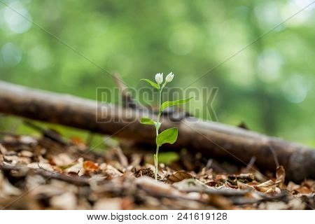 Small Orchid White Helleborine (cephalanthera Damasonium) In A Leafy Forest