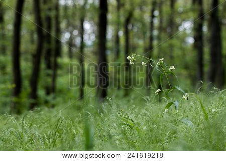 White Swallow-wort (vincetoxicum Hirundinaria) Rising Above The Surrounding Vegetation In The Leafy 