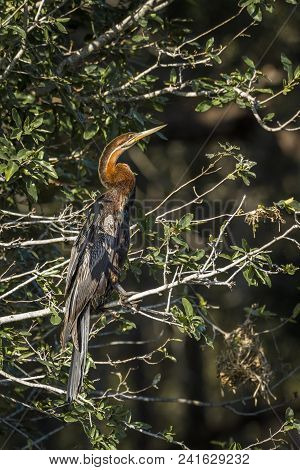African Darter In Kruger National Park, South Africa ; Specie Anhinga Rufa Family Of Anhingidae