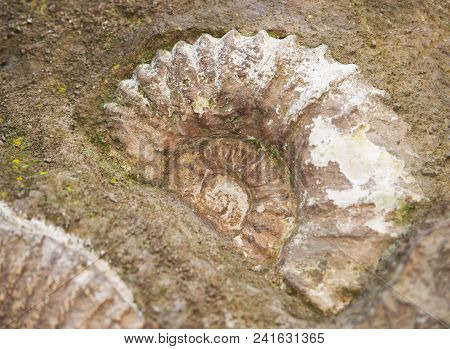 Fossil Of Scapithes Amonite Found In Morocco, North Africa