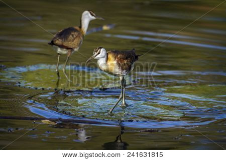 African Jacana In Kruger National Park, South Africa ; Specie Actophilornis Africanus Family Of Jaca