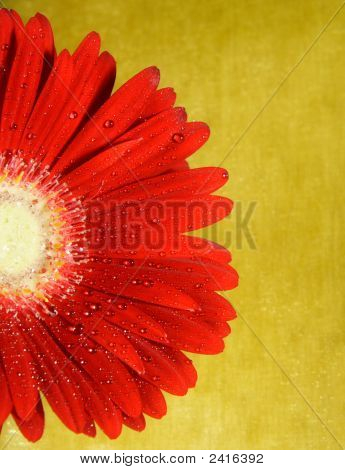 Rote gerbera