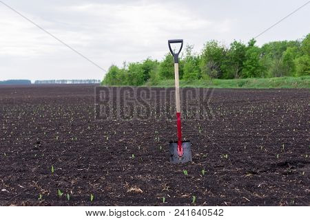 Shovel Stands In The Ground, In The Field, During The Planting Of The Harvest