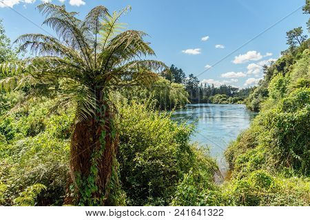 Fern Bushes On River Bank On Sunny Day, Huka Falls, New Zealand