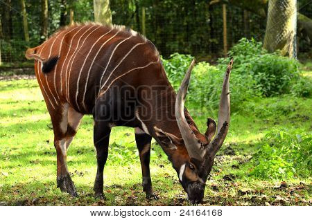 Bongo