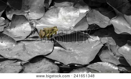 Wallpaper Of A Colorful Frog In Nature