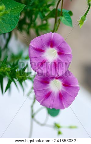 Colorful Flowers Ipomoea Closeup.green Leaf And Purple Flower Of Convolvulaceae Plant.beautiful Viol