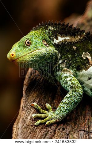 Portrait Of Fijian Crested Iguana (brachylophus Vitiensis) On Viti Levu Island, Fiji. It Is Critical