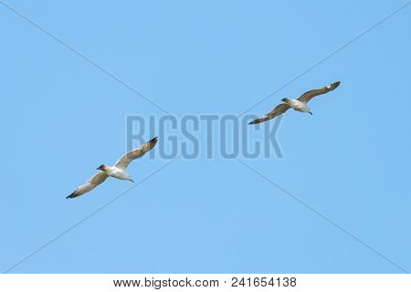 Sea Gull Bird Flying View From Below, On Clear Blue Sky.