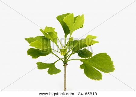 Ginkgo biloba