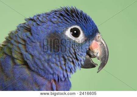Голубой возглавлял Pionus
