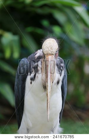 Lesser Adjutant Stork Of Tropics Bird In The Outdoor Nature.