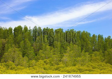 Tungprongthong With Cloud Blue Sky, Mangrove Forest At Nature Preserve And Forest Klaeng At Prasae, 