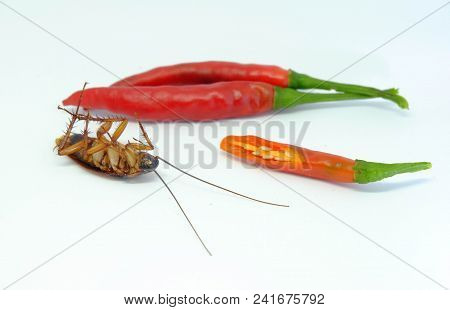 A Chili Can Chase Cockroaches,close Up Cockroach Chili On Isolated Style.