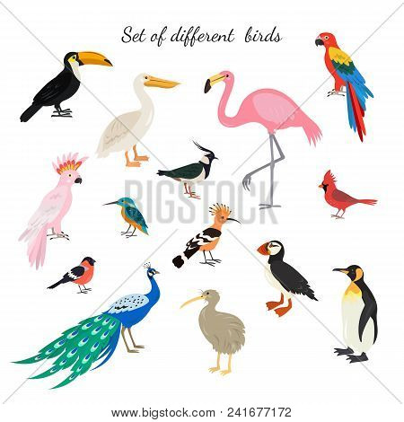 Set Of Birds On White Background. Vector Illustration.