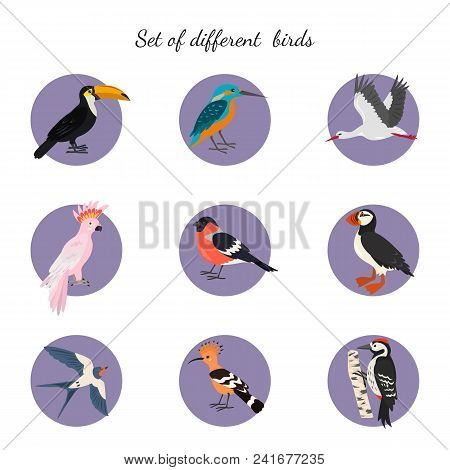 Set Of Birds On White Background. Vector Illustration.