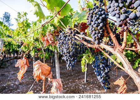 Bunches Of Red Wine Grapes Hanging On The Plant