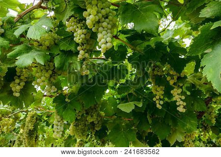 Bunches Of Wine Grapes Hanging On The Plant