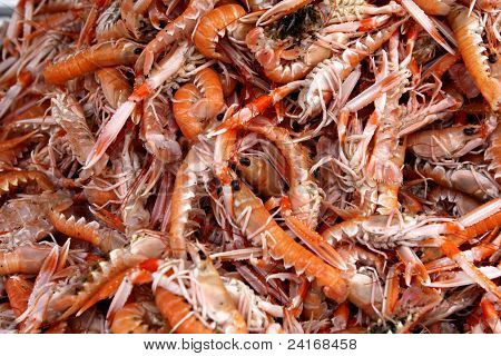 Spiny Lobster
