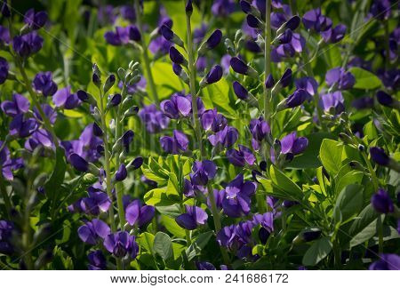 Beautiful Blue Wild Indigo Blossoms In A Natural Green Environment