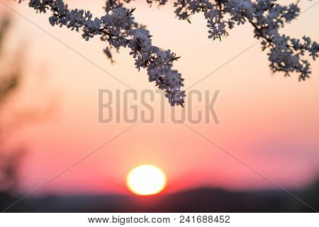 Branches Ofa Blooming Plum Tree On The Sunset Sky Background