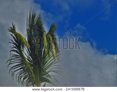 Palm Tree Leaves Against Blue And White Sky