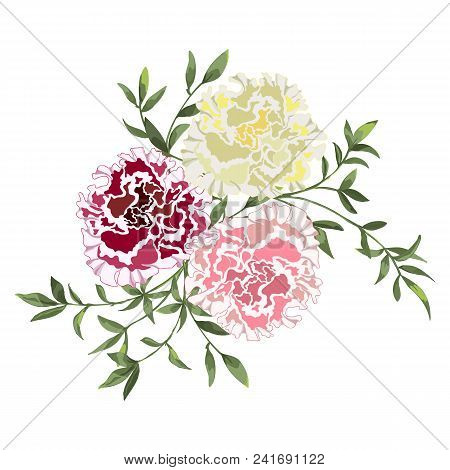 Vector Flower Bouquet, Design Element Isolated On White Background.terry Petunia, Peony Pink, Yellow