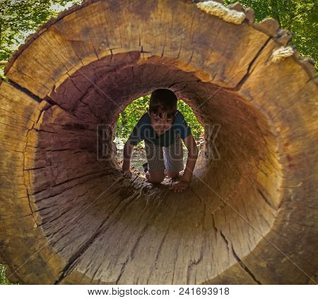 Boy Child Joyfully Creeping Inside Hollow Tree Trunk. Concept: Waldorf School
