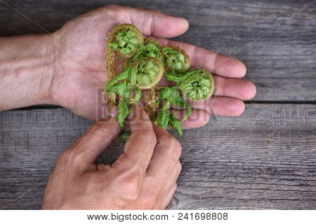 Young Fern Shoots (dryopteris Filix-mas) In A Man's Hands On A Wooden Background