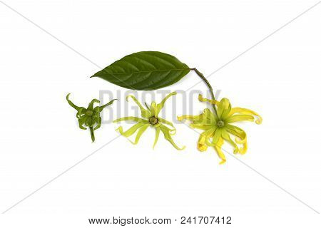Flower Climbing Ylang-ylang, Climbing Ilang-ilang Isolated On White Background.