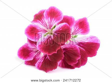 Geranium Flowers Isolated On A White Background