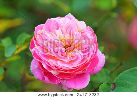 The Beautiful Rose Flower In The Garden