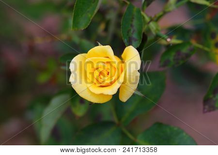 The Beautiful Rose Flower In The Garden