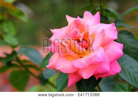 The Beautiful Rose Flower In The Garden