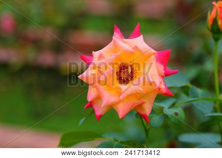 The Beautiful Rose Flower In The Garden