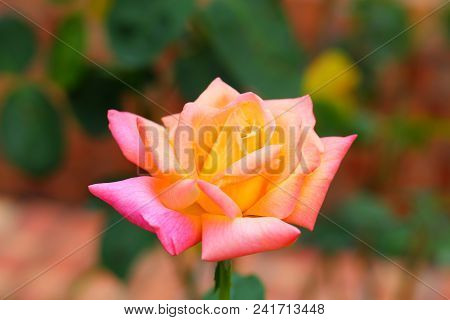 The Beautiful Rose Flower In The Garden