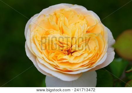 The Beautiful Rose Flower In The Garden