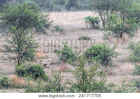 Lioness Stalking Her Pray In Pilanesberg Natioanal Park