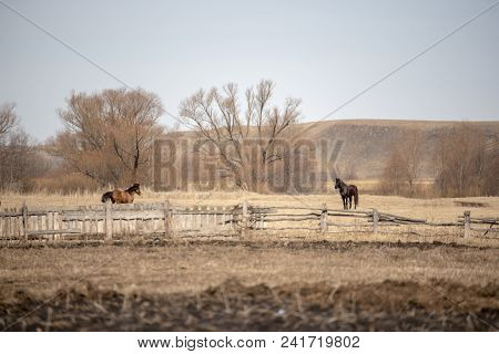Horses. Rural Landscape. Spring Sunny Day Witout Clouds.