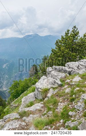 Coniferous Forest Grows On The Slope Of A High Mountain.