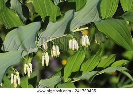White Flowers Of Solomon S Seal Plant Of Genus Polygonatum .