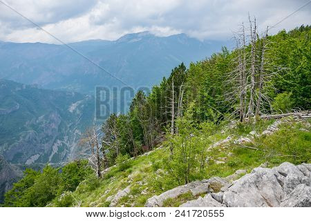 Coniferous Forest Grows On The Slope Of A High Mountain.