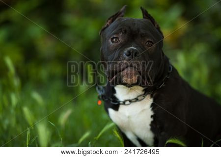 Powerful Black Male English Staff Bull Terrier Looks Into The Camera