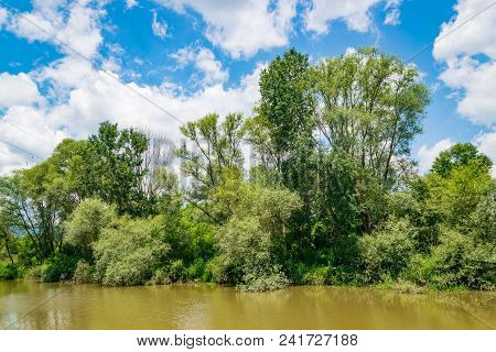 Trees By Calm Juzna Morava River In The Summer