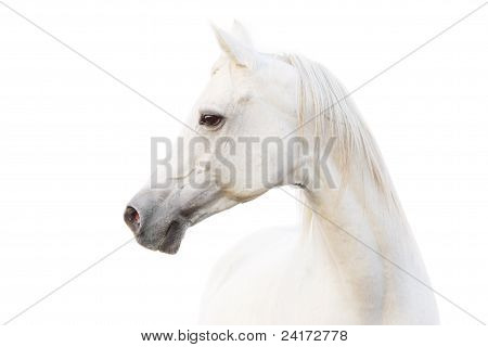 Arabian White Horse