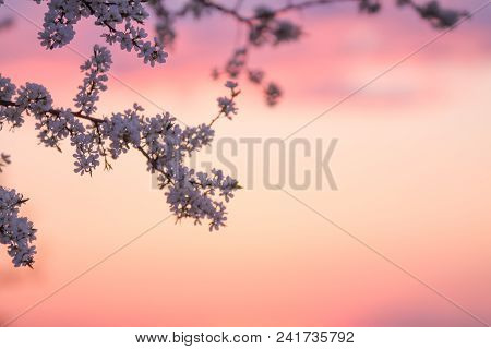 Branches Of A Blooming Plum Tree On The Sunset Sky Background