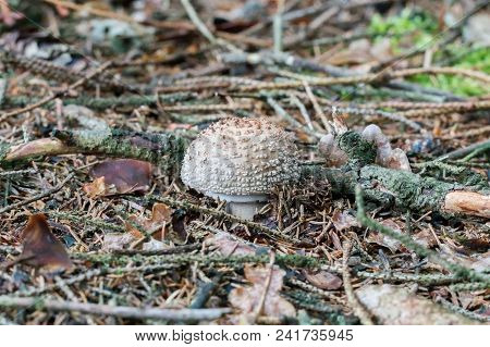 European Blusher (amanita Rubescens) In A Forest