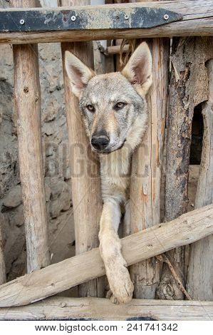 Wolfhound Dog Behind A Wooden Fence In Captivity