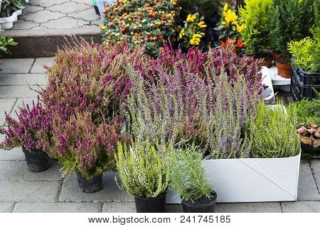 Calluna Vulgaris Flowers In Pots Sold In Garden Center (known As Common Heather, Ling, Or Simply Hea