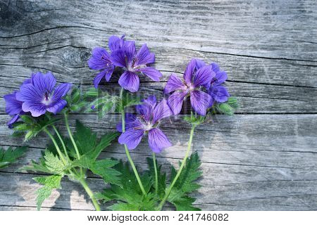Blue Geranium Pratense Flower Under The Spring Sunlight. Geranium Pratense Known As The Meadow Crane